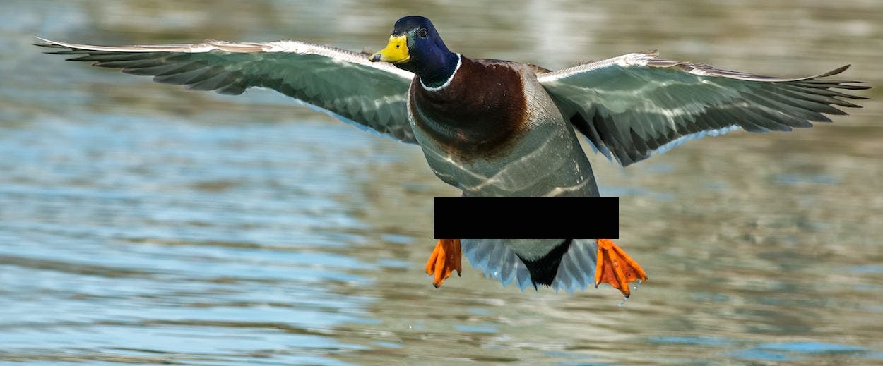 duck with a penis Battlestar galactica starbuck sex scene